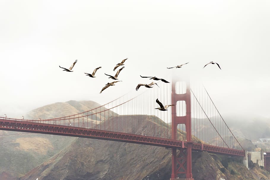 flock, bird, flying, cable bridge, birds, bridge, flight, golden gate bridge, landscape, mountains