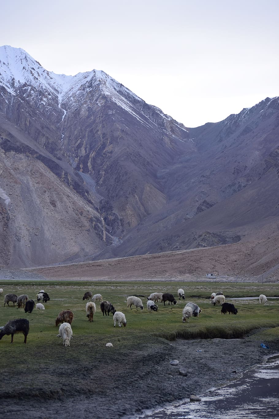 mountains, sheep, leh, ladakh, india, grazing, snow, ice, nature, landscape