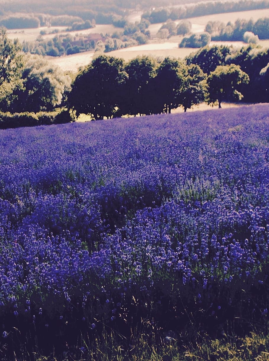 lavender, lavender field, Lavender, Field, lavender field, lavandula officinalis, lavender cultivation, lavender flowers, lavandula angustifolia, lamiaceae, medicinal plant