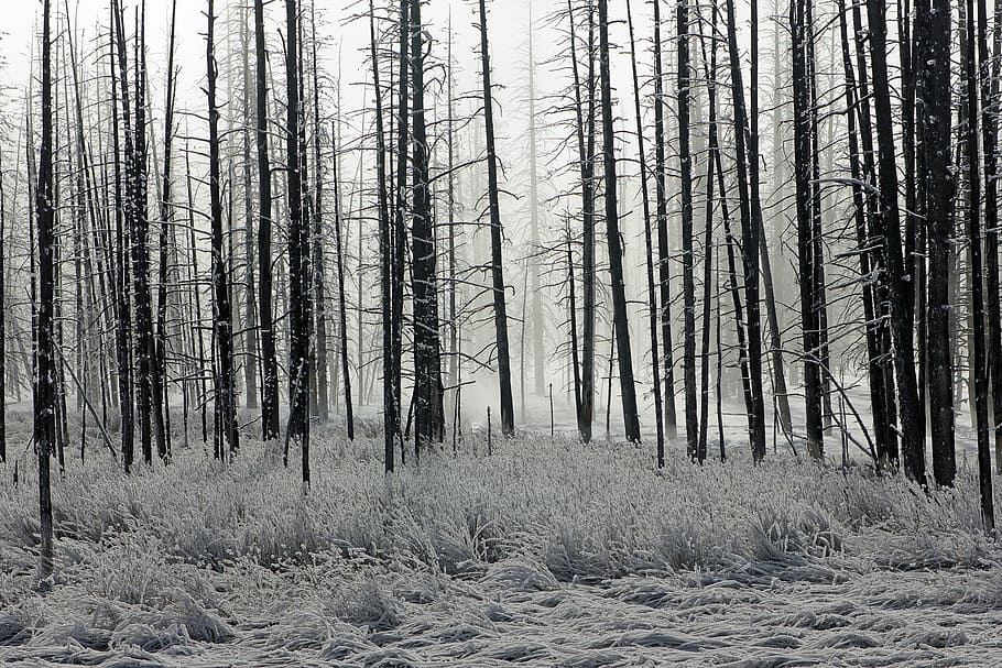 tree line grayscale photo, forest, frost, trees, winter, morning, nature, landscape, outdoors, ice
