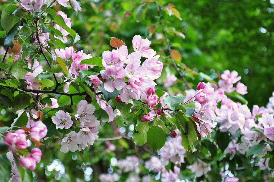 primavera, sakura, flores, florescer, flores da primavera, cereja, rosa, árvore, filial, natureza