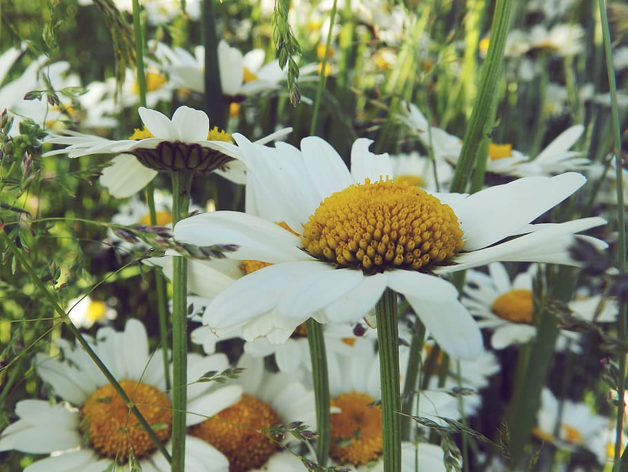 daisy, nature, grass, flower, summer, white, spring, keywords fotomontáž, yellow, flowers