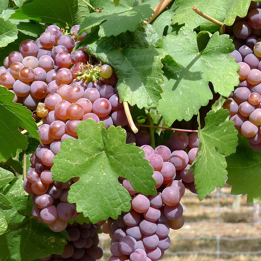anggur, kebun anggur, okanagan, bagian tanaman, daun, makanan dan minuman, makanan, makan sehat, pertumbuhan, kesejahteraan