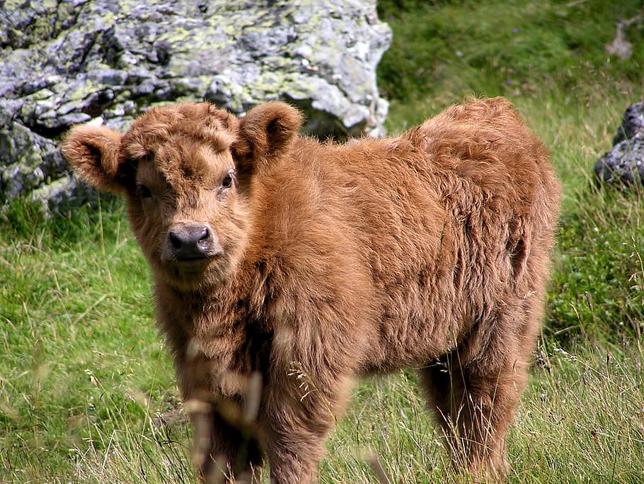 highland calf, standing, stones, haighlander, cow, animal, puppy, animals, pasture, cattle