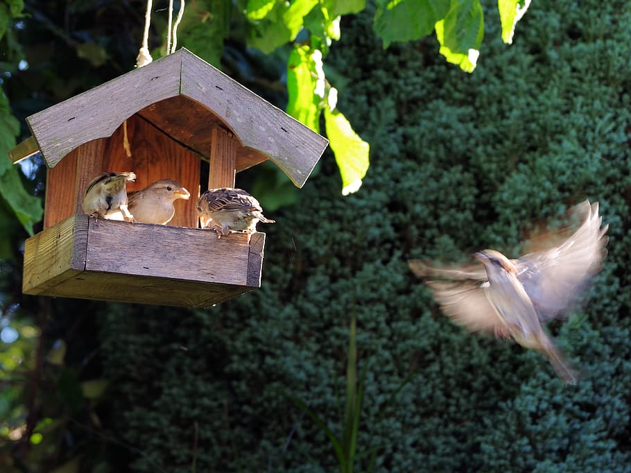 pájaro, jardín, gorrión, pájaro cantor, pájaro pequeño, sentado, lindo, volando, comida, animal