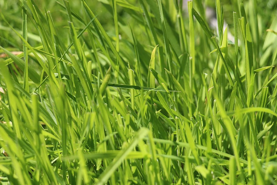 grass, rush, green, meadow, nature, halme, structure, summer, blades of grass, juicy