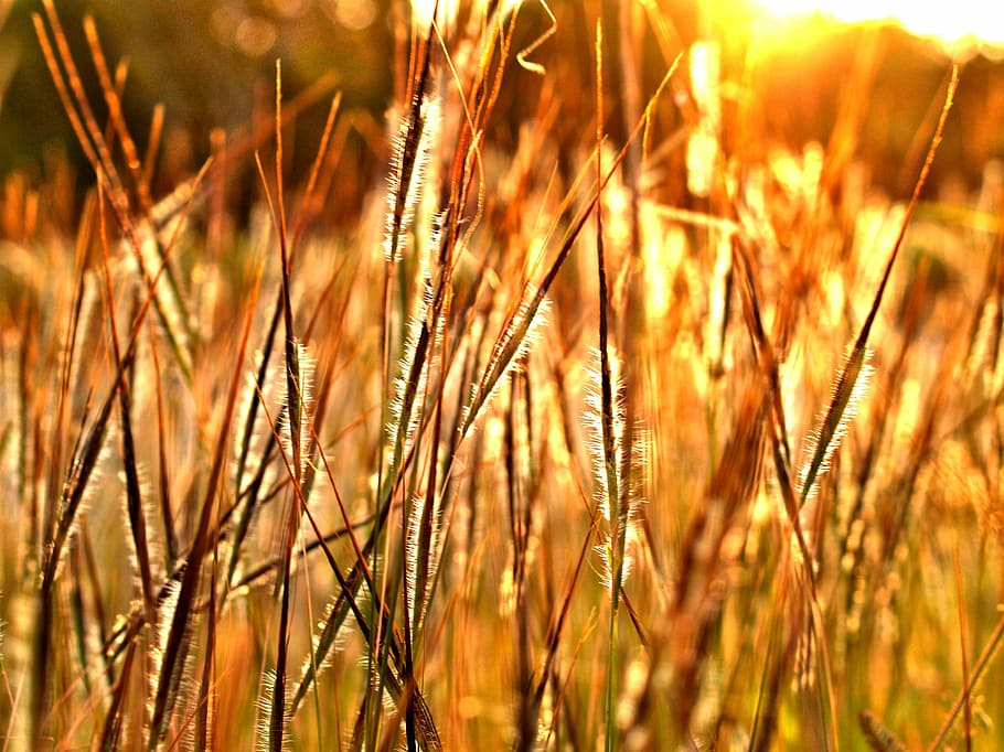 close-up photo, grass field, golden, hour, autumn, blur, calm, change, concept, country