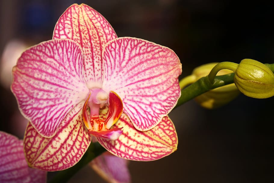 primer plano, fotografía, rojo, orquídea de la polilla, flor, naturaleza, planta, tropical, pétalo, orquídea