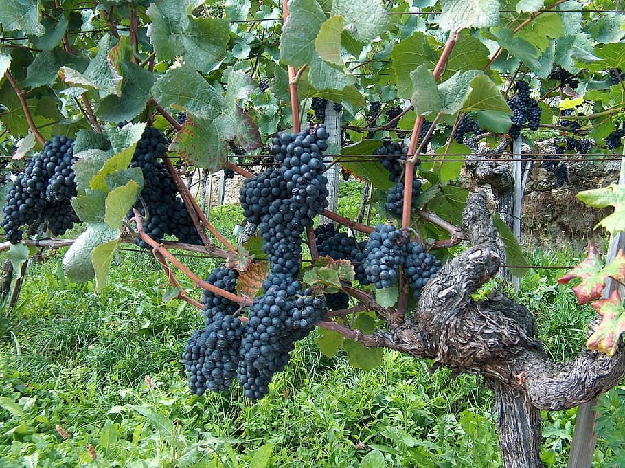 Grapes, Vine, Vines, Stock, vines stock, blue grapes, winegrowing, fruit, nature, grape