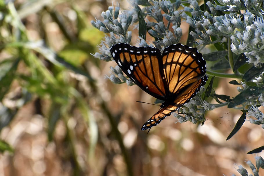 vice-rei borboleta, asas, verão, laranja, colorido, natureza, inseto, planta, preto, folha