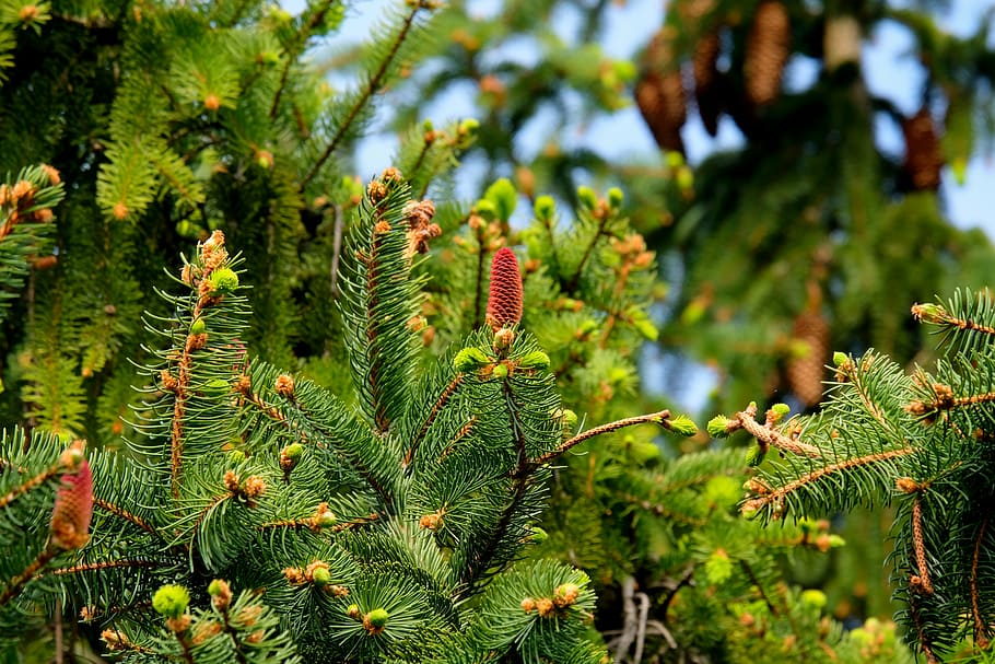 fir tree, closeup, photography, fir, christmas tree, tree, nature, fir needle, fir green, green