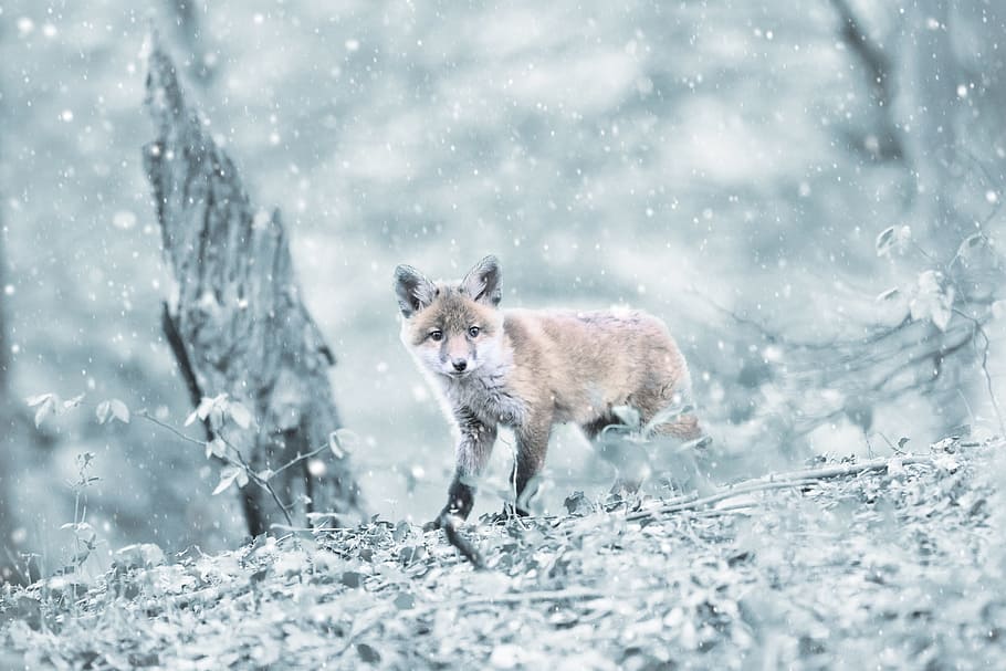 shallow, focus photography, brown, wolf, fuchs, forest, mammal, snow, winter, cold
