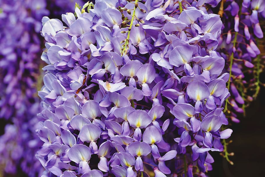 lluvia azul, flor, violeta, glicina, planta, floración, planta trepadora,  flores, naturaleza, jardín | Pxfuel