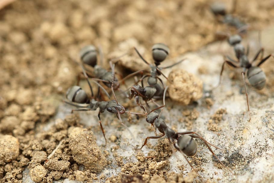 seis, gris, fotografía de primer plano de hormigas, hormiga, insecto, macro, primer plano, suelo, naturaleza, fauna silvestre