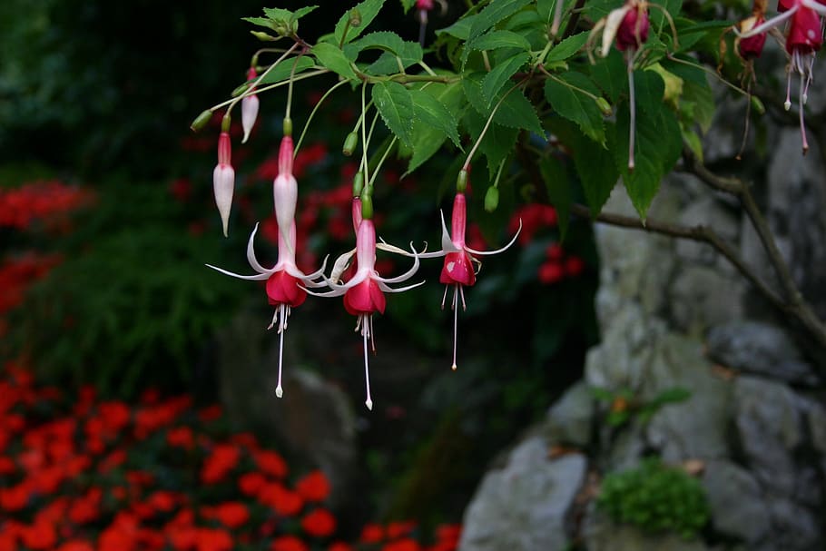 fuchsia, garden, flowers, blossom, flora, bloom, plant, red, growth, nature