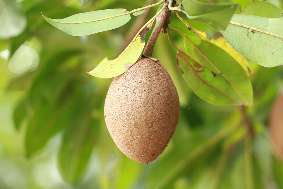 sapodilla, fruit, food, agriculture, nature, delicious, food to eat, leaf, plant part, plant