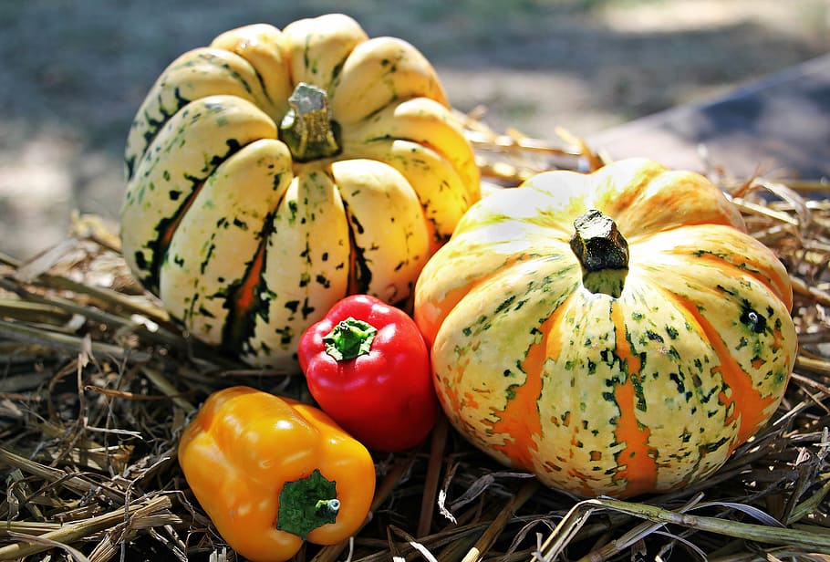 two yellow squashes, thanksgiving, pumpkins, paprika, autumn, autumn decoration, decoration, colorful, vegetables, decorative