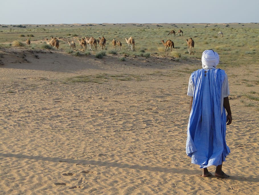 pessoa, azul, roupão, Deserto, Camelos, Árabe, Mauritânia, vista traseira, comprimento total, somente adultos