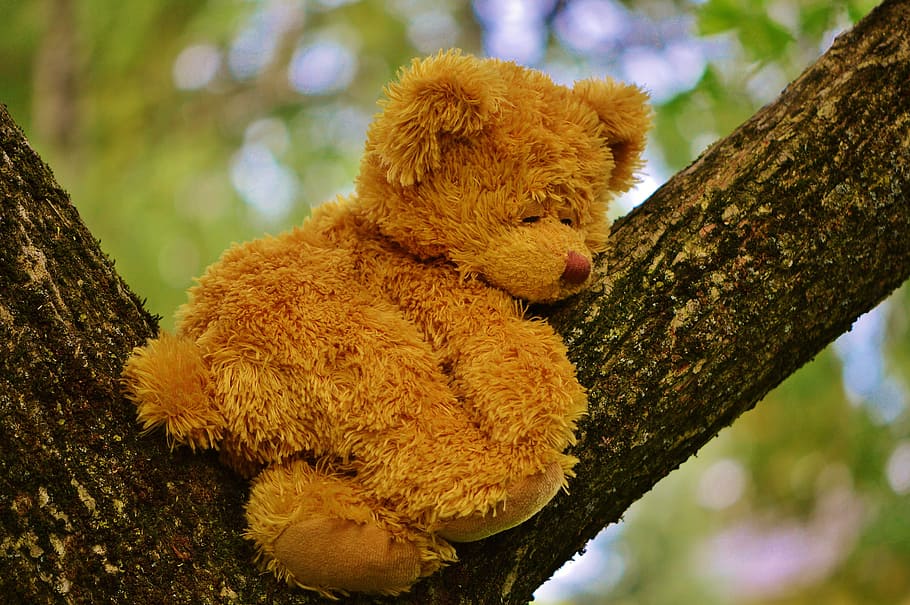 brown, bear, plush, toy, tree branch, bears, stuffed animal, teddy, cute, sweet