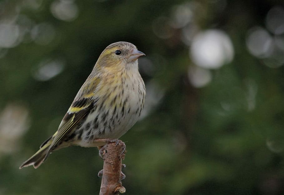 Bird, Feathers, Female, Siskin, perched, animal, nature, wildlife, outdoors, sparrow