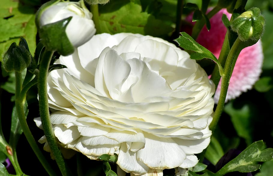 white, peony, blooming, daytime, ranunculus, ranunculus flower, blossom, bloom, schnittblume, petals