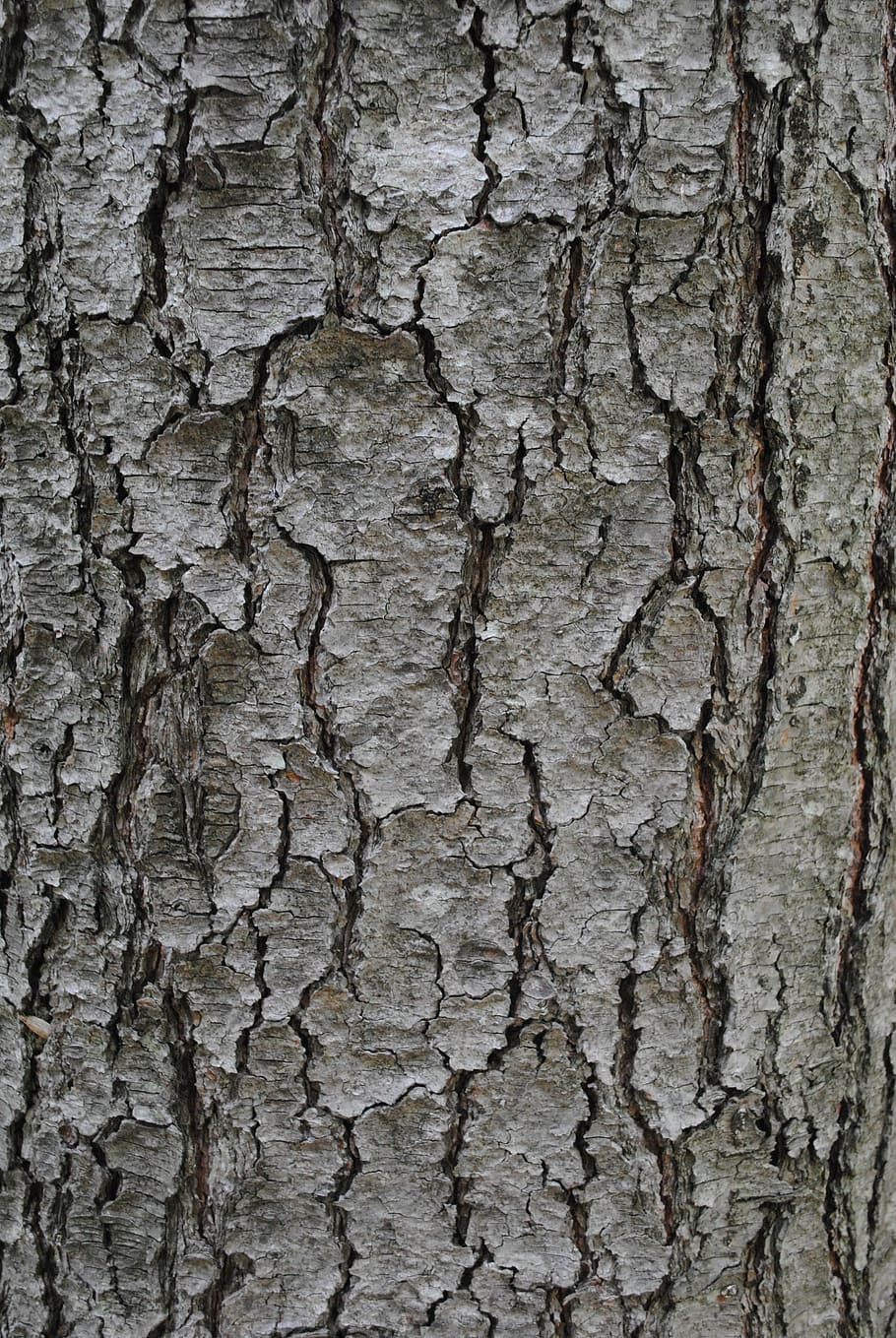 textura, casca de árvore, tronco, cinza, texturizado, planos de fundo, áspero, rachado, quadro completo, árvore