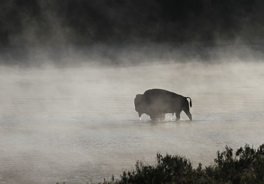 negro, animal, cuerpo, agua, bisonte, búfalo, toro, vida silvestre, naturaleza, parque nacional de yellowstone
