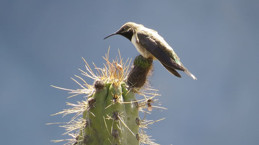 peru, cactus, hummingbird, animal, bird, animal themes, animal wildlife, animals in the wild, plant, vertebrate
