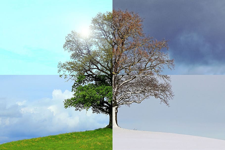 foto, verde, árbol de hoja, estaciones del año, verano, otoño, invierno,  primavera, árbol, naturaleza | Pxfuel