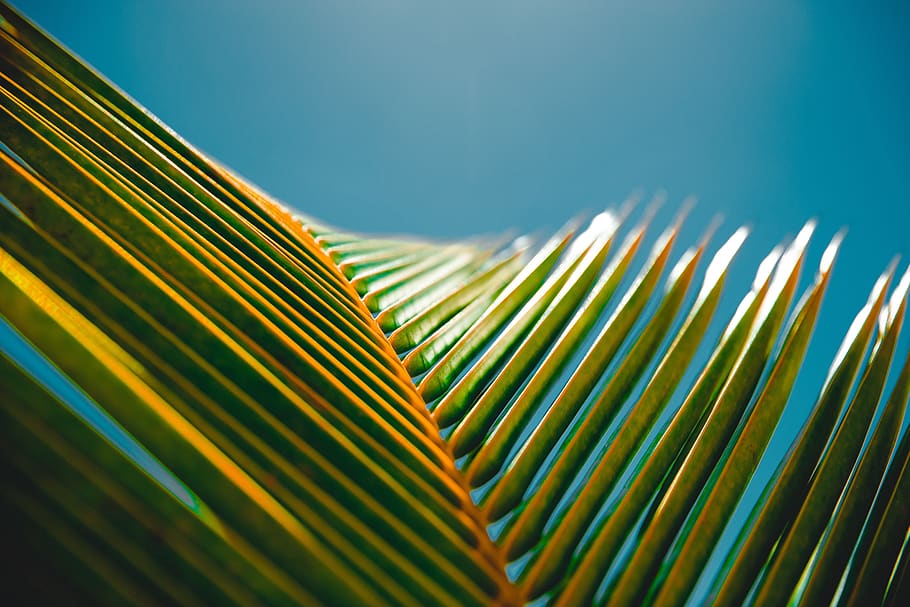 coconut, tree, leaf, nature, plant, palm leaf, palm tree, tropical climate, plant part, frond