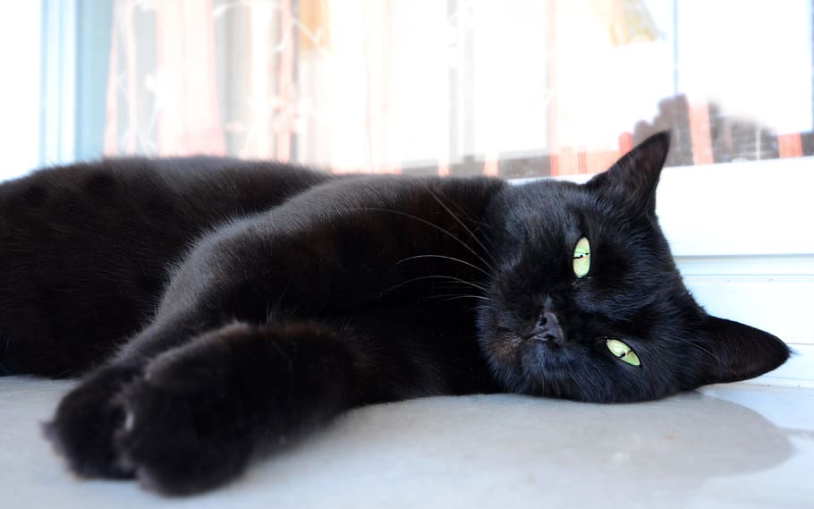 negro, gato reclinado, blanco, superficie, gato negro, gato, ojo de gato, felino, ojos, animal