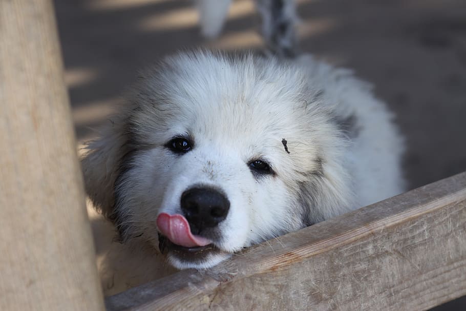 great pyrenees, puppy, dog, cute, doggy, canine, animal, white, pup, animal themes