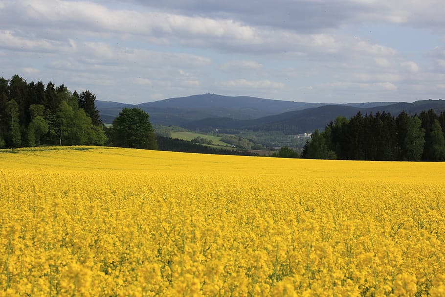 oilseed rape, fichtelberg, ore mountains, yellow, beauty in nature, scenics - nature, landscape, field, agriculture, sky