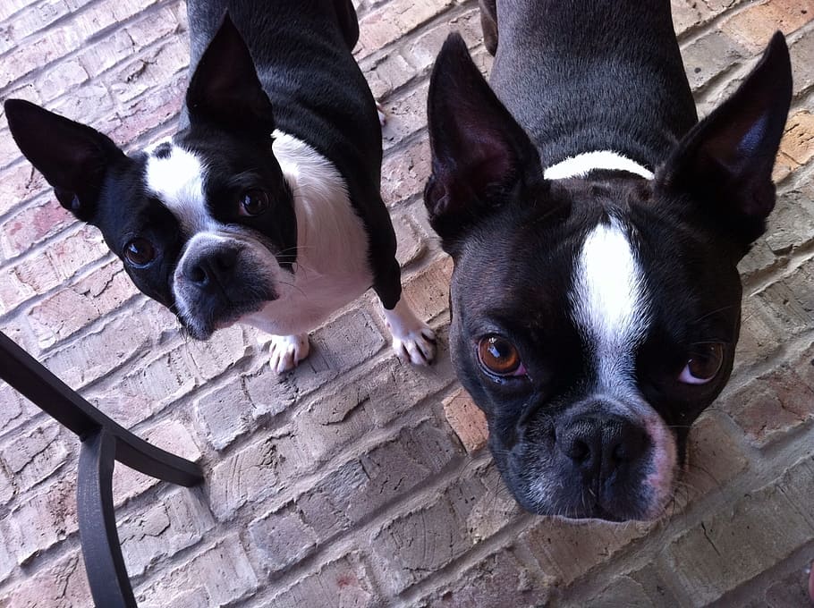two, adult, black-and-white, boston terriers, dogs, animal, terriers, pet, puppy, canine