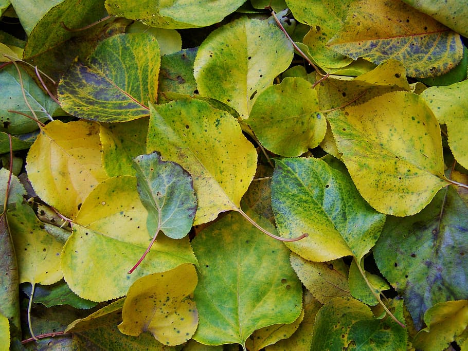 Fallen, Colored, Leaves, Avar, fallen colored leaves, autumn, green color, food and drink, close-up, food