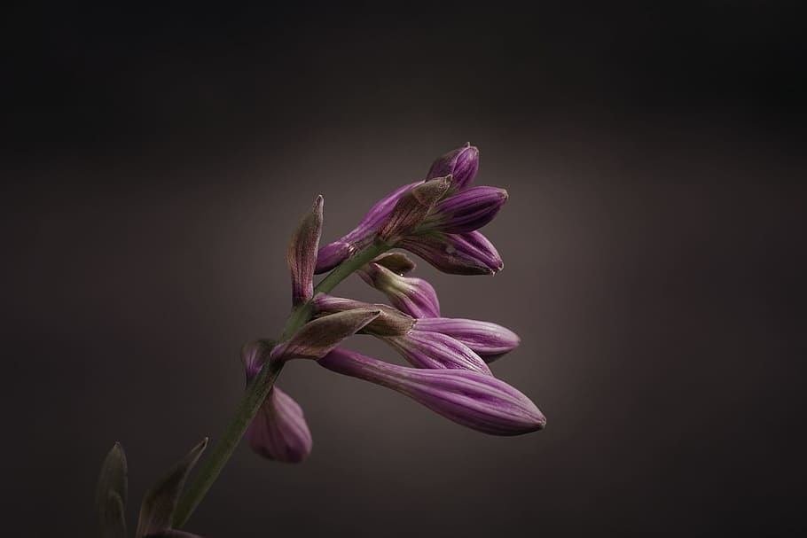 selective, focus photography, purple, petaled flower, pink, Hosta, flower, plantain lily, sweetheart lily, agavengewächs
