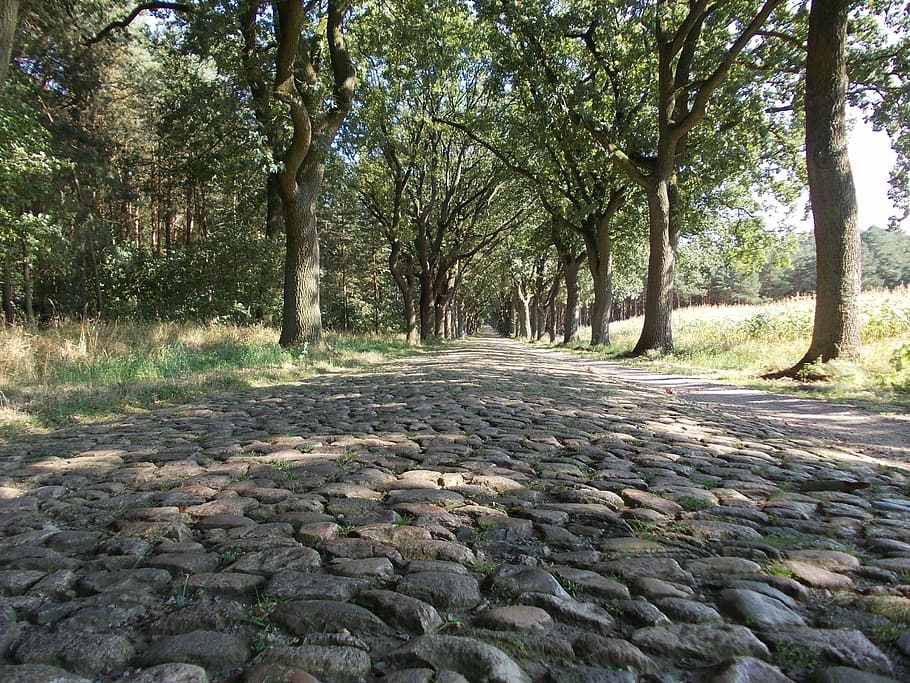 historic street, cobblestone, old, paving stones, road, lower saxony, historically, places of interest, germany, old roads
