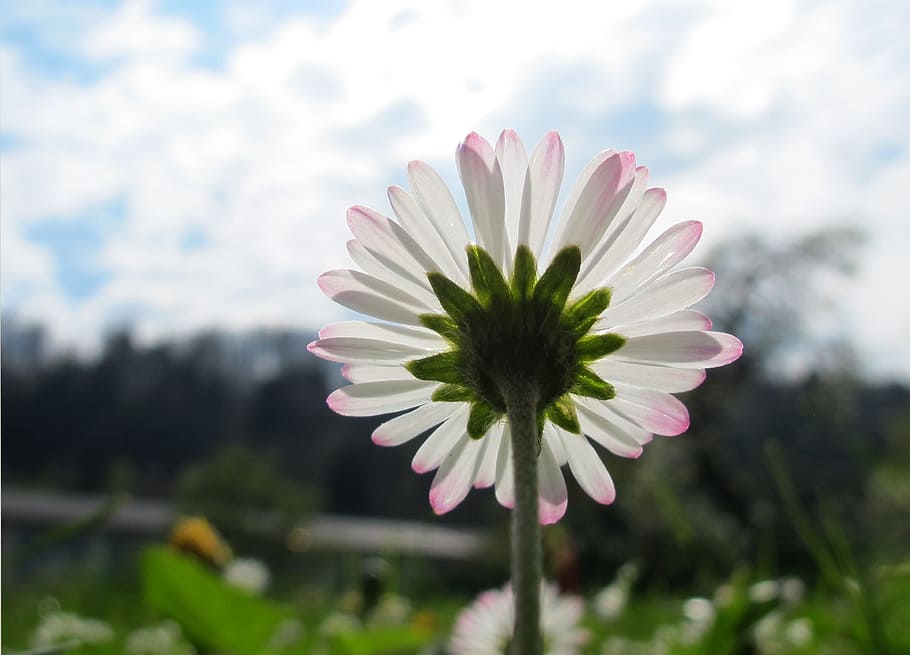 マルグリット 春の花 春 花 先の尖った花 ブルーム 若い フリッシュ 前景に焦点を当てる 人なし Pxfuel