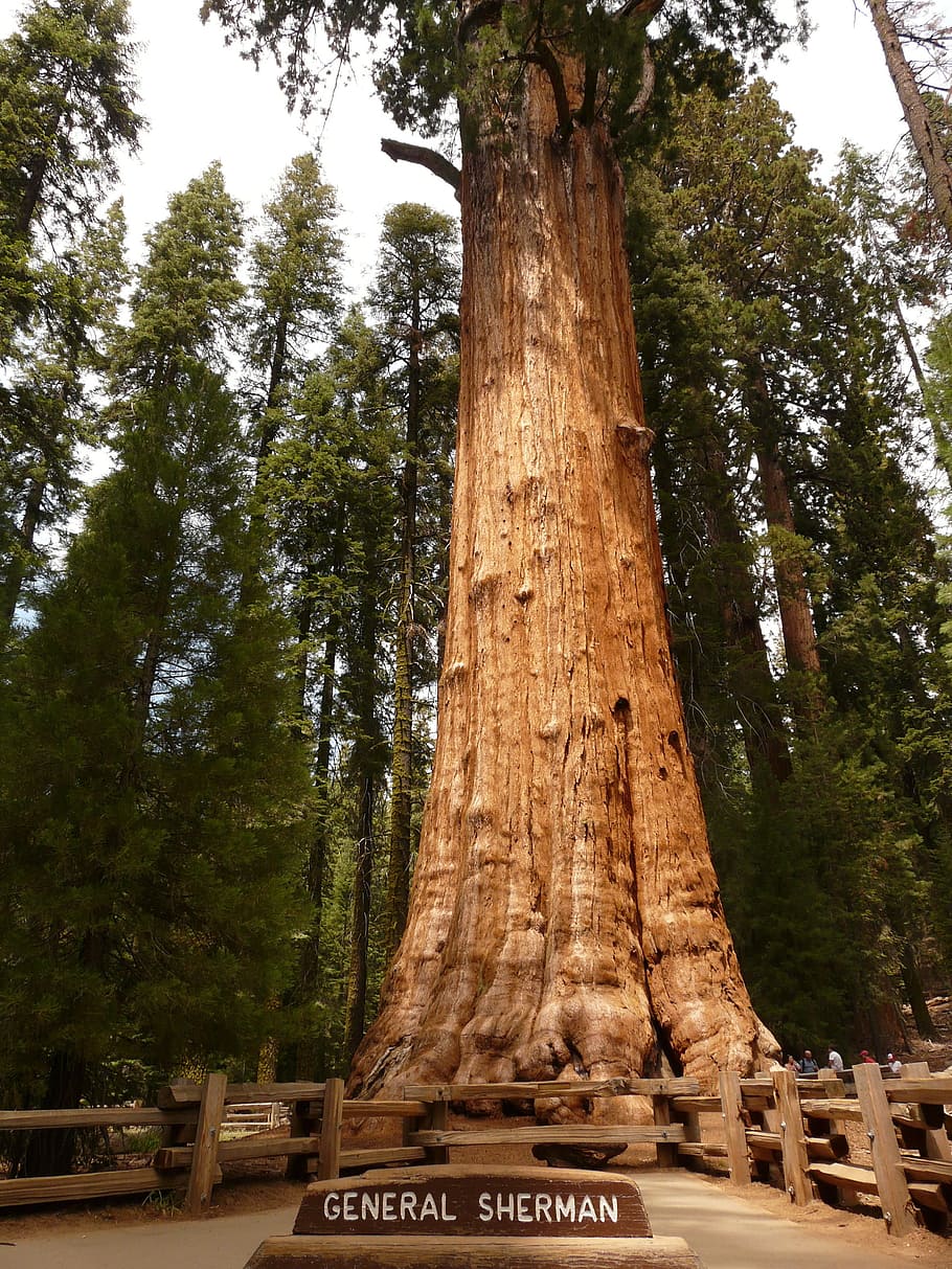 general sherman tree, tree, sequoia, wood, bark, huge, tribe, plant, tree trunk, trunk