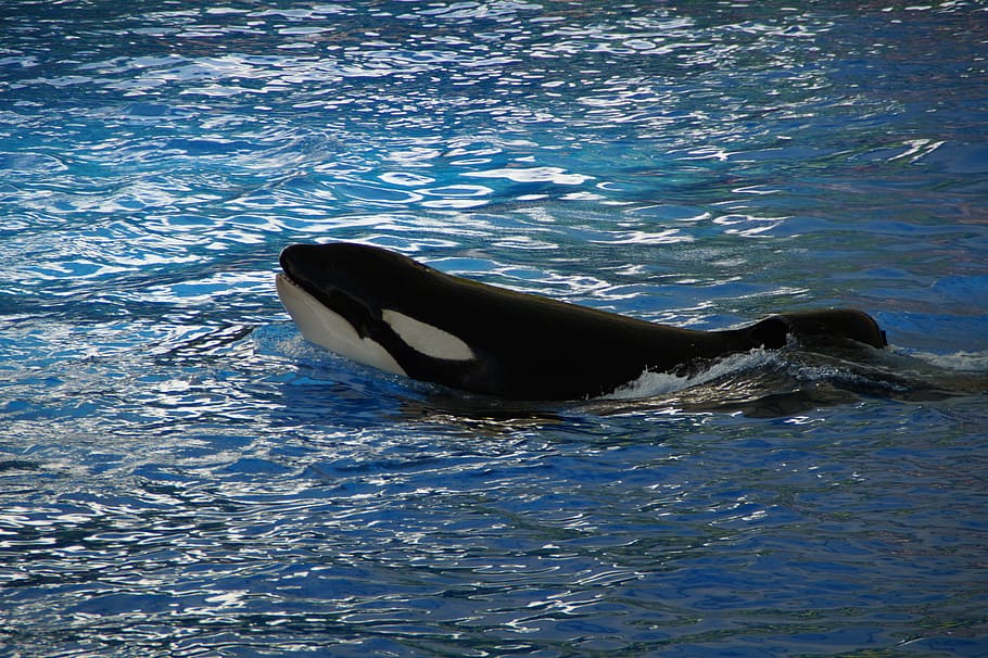 orca, wal, killer, killer whale, orcinus orca, animal, blue, orka, large, water