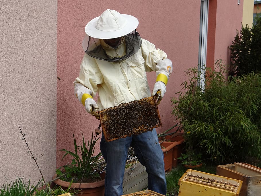 beekeeper, honey, beekeeping, honey bees, bees, food, beehive, honey jar, hive, sweet