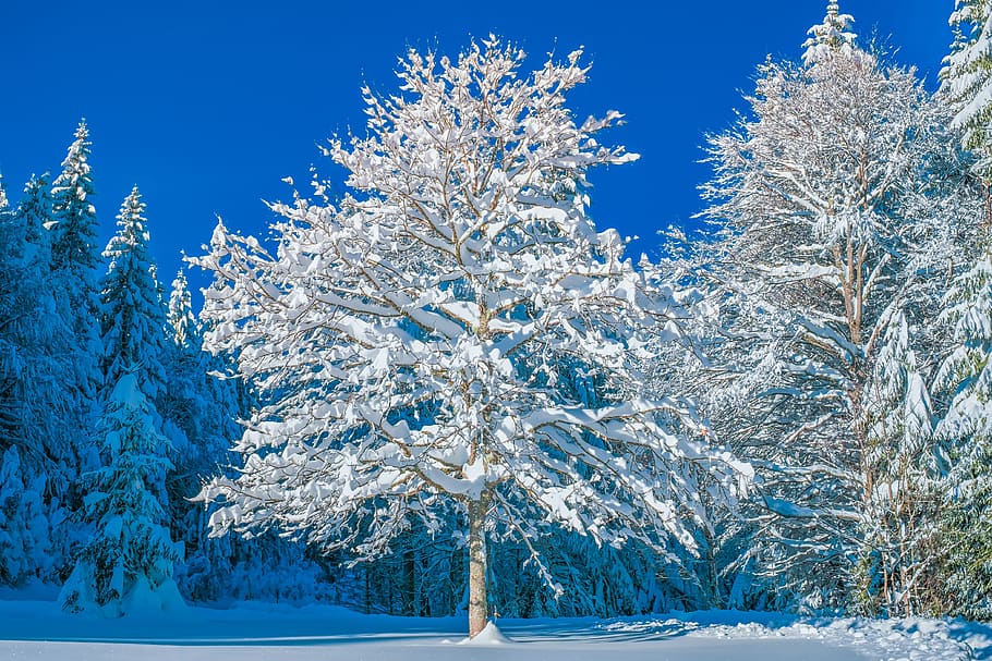 invernal, árboles, blanco, nevado, abetos, bosque de invierno, nieve, paisaje nevado, magia de invierno, bosque