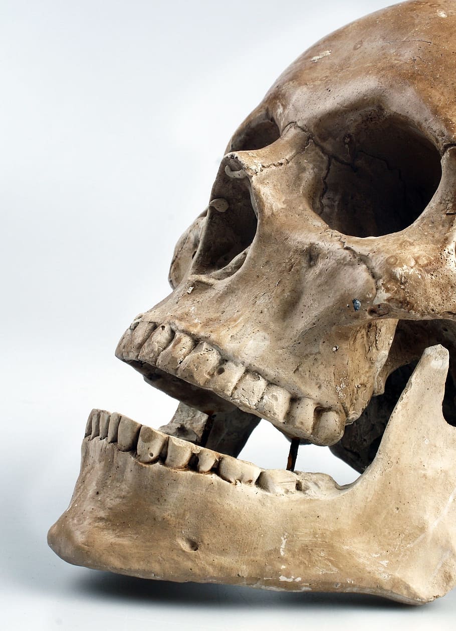 human, skull, set, teeth, human skull, color, animal body part, ancient, animal skull, fossil