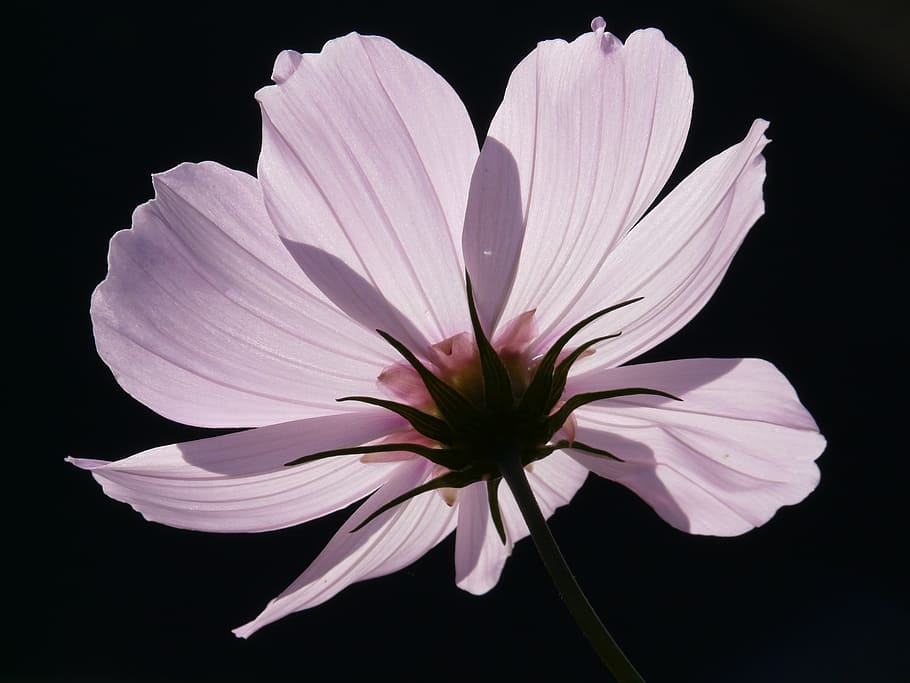 branco, flor de pétalas, flor, cosmea, rosa claro, translúcido, envidraçado inclui através de, filigrana, luz de fundo, luz
