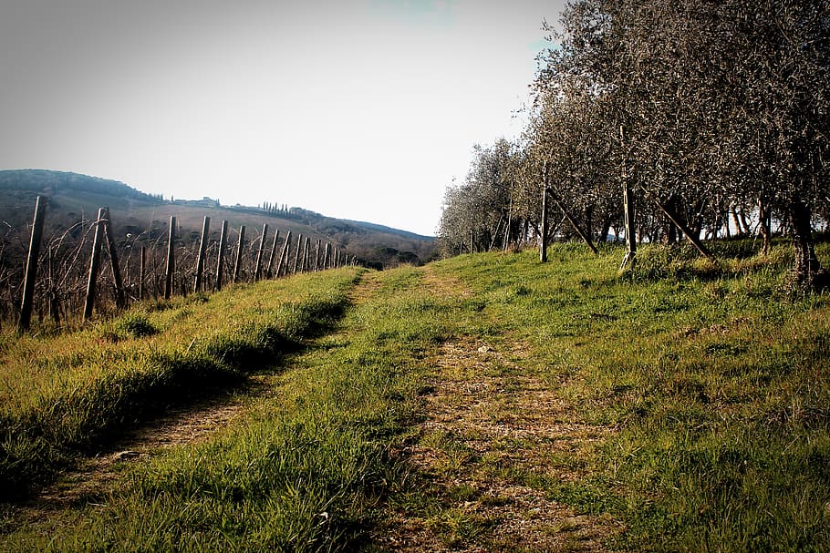 outdoor, landscape, vineyard, olives, olive tree, grove, away, hiking, summer, vignette