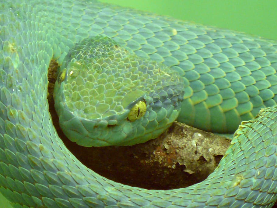 боковая полосатая гадюка, ямовая гадюка, ядовитая, опасная, зеленая, рептилия, змея, Bothriechis lateralis, Коста-Рика, Панама