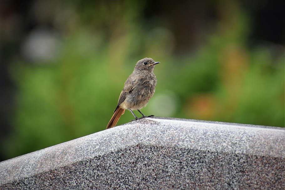 bird on gravestone, grey marble, touching, sweet, cemetery, nature, outdoor, animal themes, animal, animals in the wild