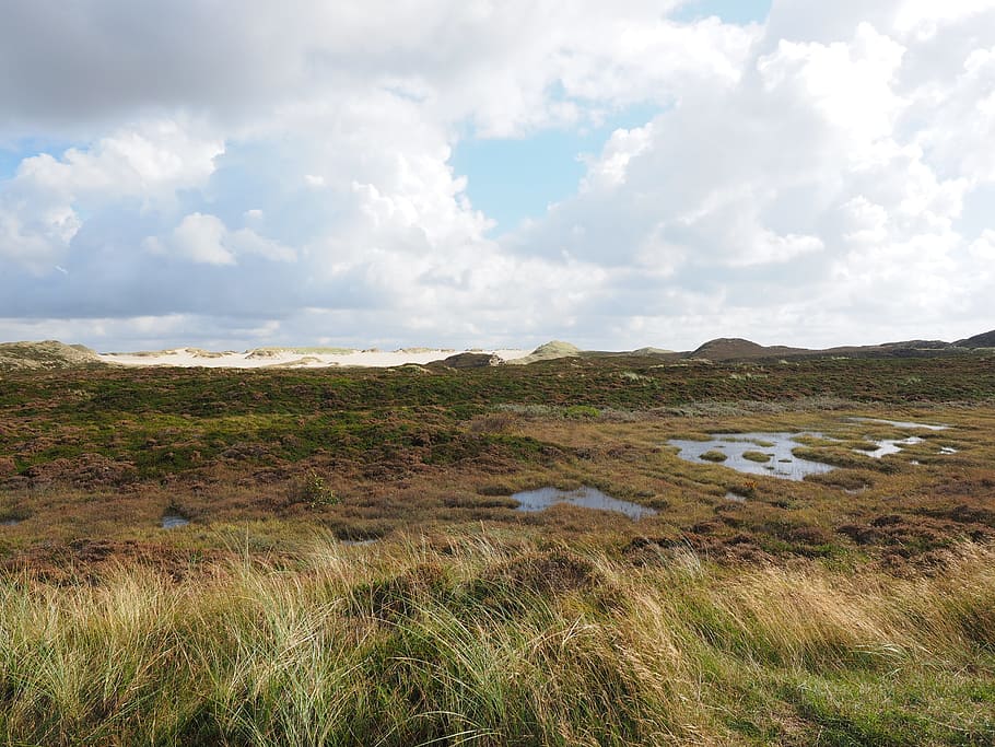 heathland, dunes, peat bog, heather, heath area, heath ecosystem, dune landscape, sylt, marram grass, lakes