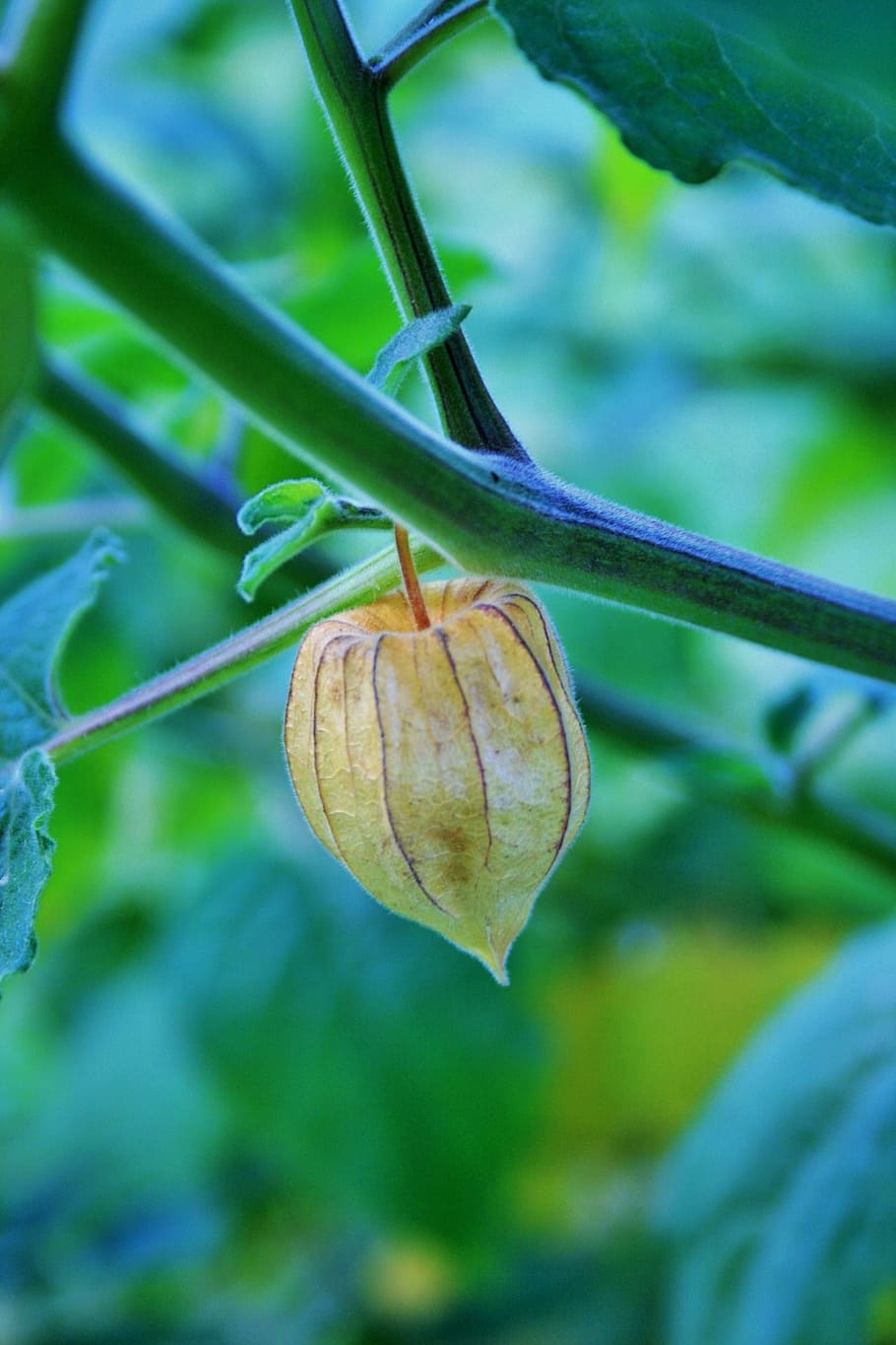 fruit, ripe, cape gooseberry, cape, bleached, plant, close-up, focus on foreground, growth, plant part