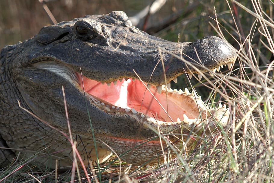 american alligator, head, wildlife, reptile, teeth, carnivore, jaws, mouth, wild, predator